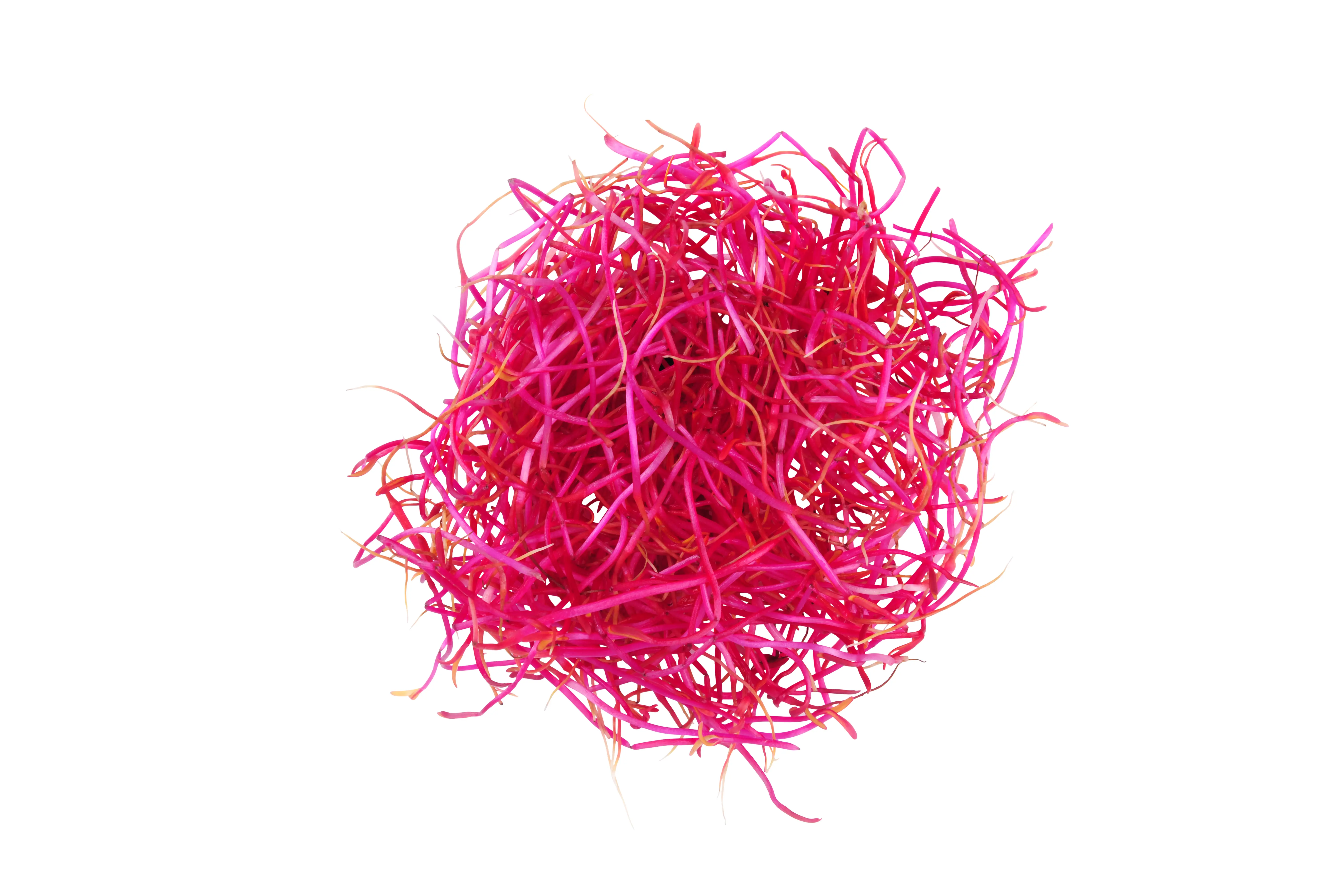 Rote-Beete-Sprossen frisch – Convenience GmbH