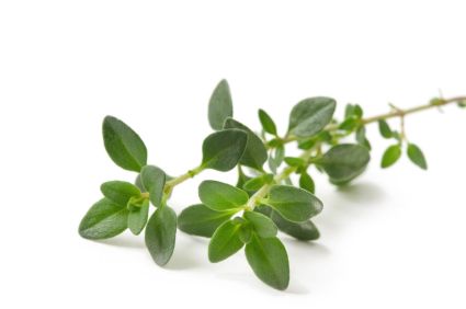 Fresh thyme – Convenience GmbH